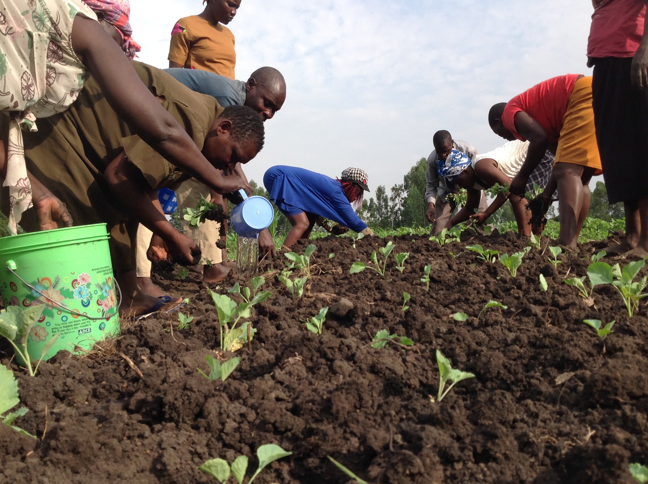 A group of people working on a vegetable garden